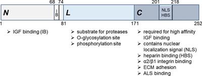 Biological effects and regulation of IGFBP5 in breast cancer